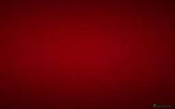 Dachshund dogs for sale: Female miniature dachshund  - Advert 4