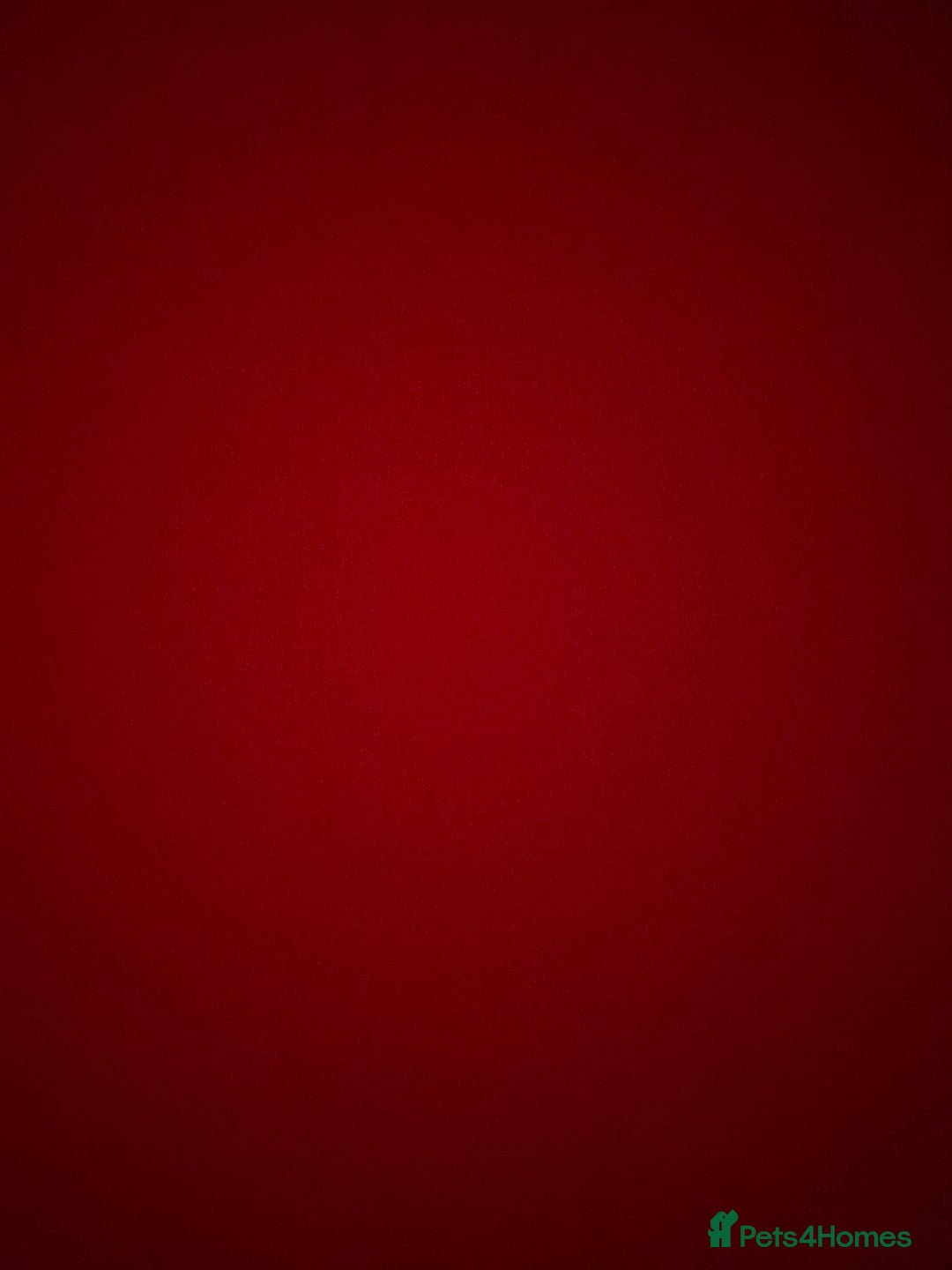 Dachshund dogs for sale: Female miniature dachshund  - Advert 4