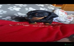 Dachshund dogs for sale: Beautiful Dachshund Puppies - Advert 17