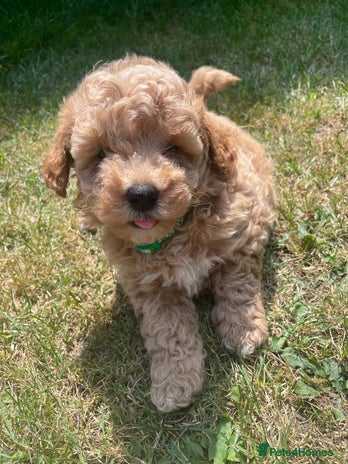 Poochon dogs - Advert 3