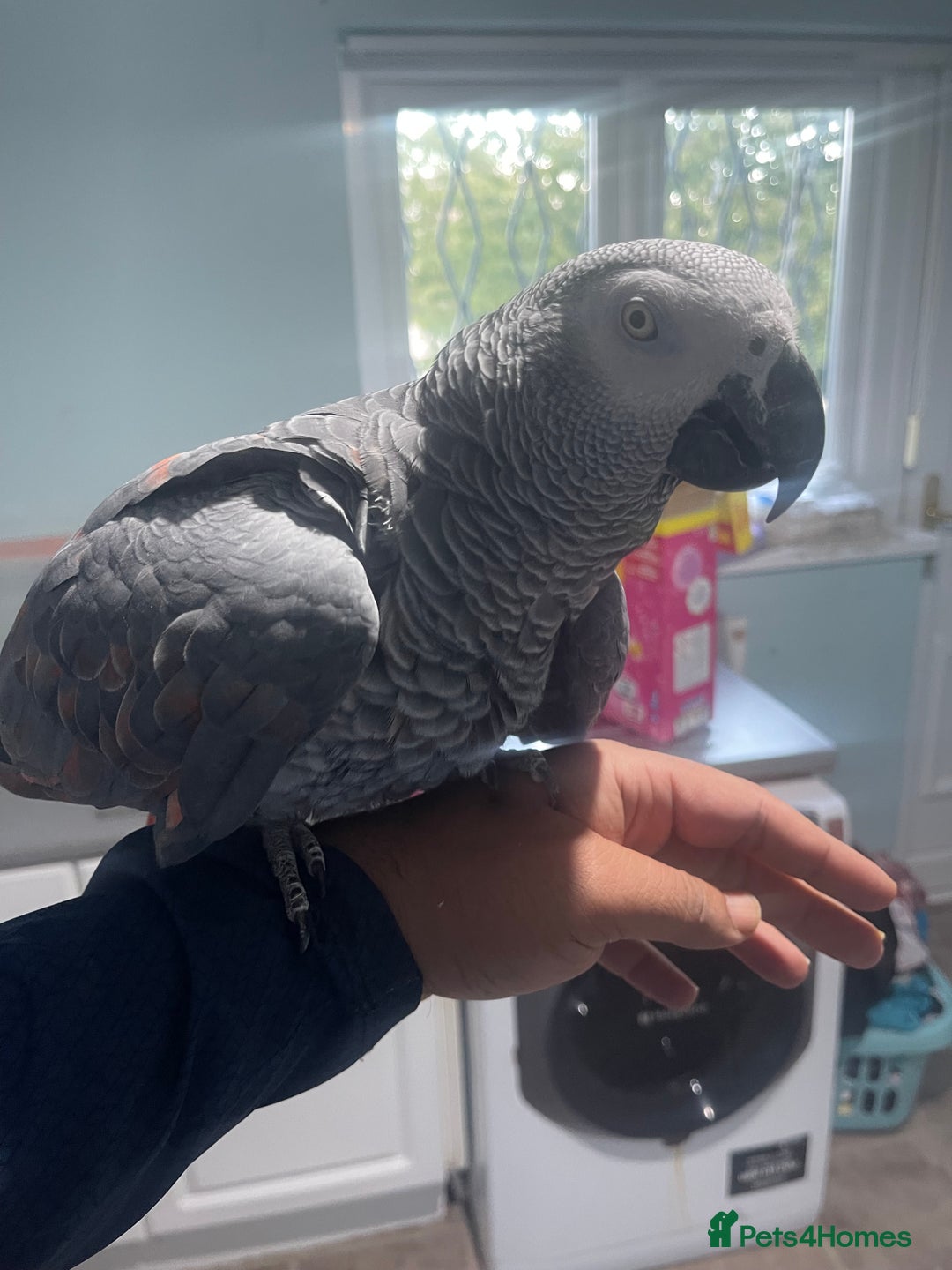 Parrots birds for sale: African Grey Parrot tame brill talker inc cage  - Advert 3