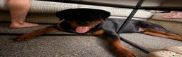 Rottweiler dogs for sale: Rottweiler pup for rehome - Advert 5
