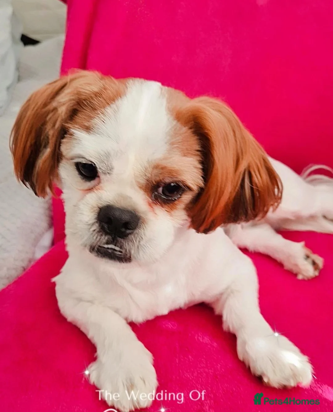 Shih Tzu dogs for sale: Shih tzu puppies  - Advert 1