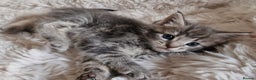 Maine Coon cats for sale: MAINE COONE KITTENS POLYDACTYL&NON POLYDACTYL   - Advert 16