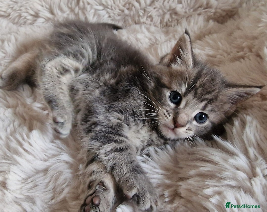 Maine Coon cats for sale: MAINE COONE KITTENS POLYDACTYL&NON POLYDACTYL   - Advert 16