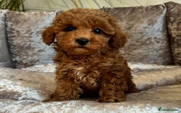 Maltipoo dogs for sale: Beautiful Toy Maltipoo Puppies - Image 17