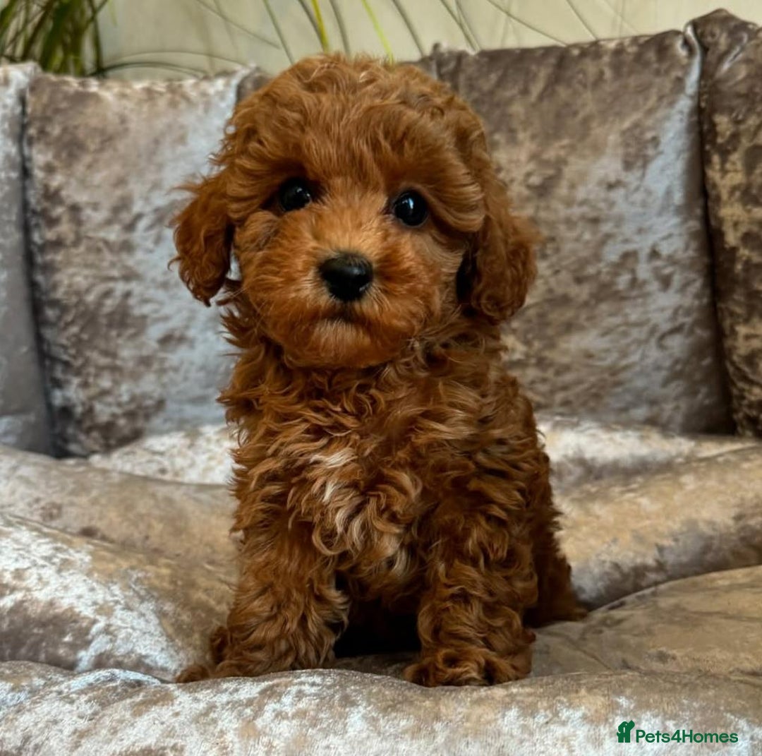 Maltipoo dogs for sale: Beautiful Toy Maltipoo Puppies - Image 17