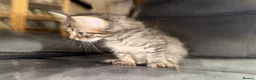 Maine Coon cats for sale: Stunning Maine Coon X Kittens Needing New Homes! - Advert 25