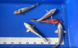 Koi Carp fish for sale: Huge selection of Japanese Koi for sale - Image 12