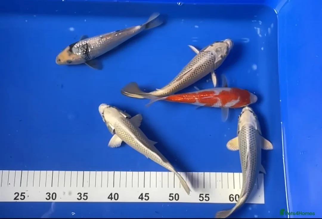 Koi Carp fish for sale: MASSIVE WINTER KOI SALE - 50% off - Advert 14