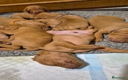 Hungarian Vizsla dogs for sale: Stunning litter KC registered Hungarian Puppy's  - Image 11
