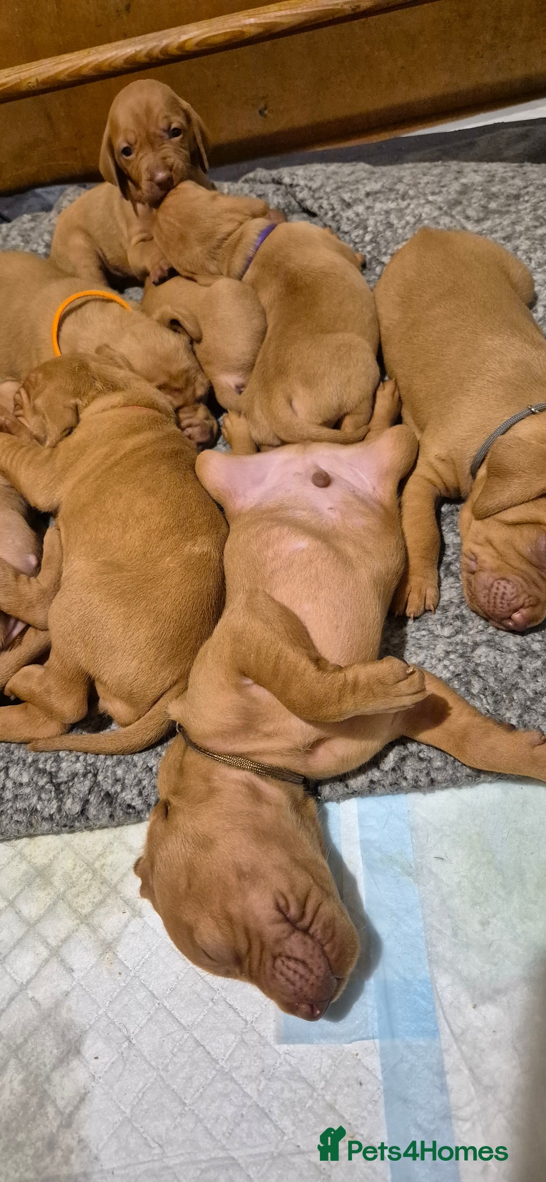 Hungarian Vizsla dogs for sale: Stunning litter KC registered Hungarian Puppy's  - Image 11