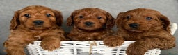 Cavapoo dogs for sale: Cavapoo puppies  - Advert 1