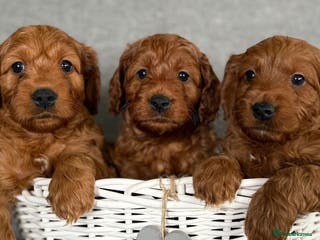 Cavapoo dogs Cavapoo puppies - Advert 1