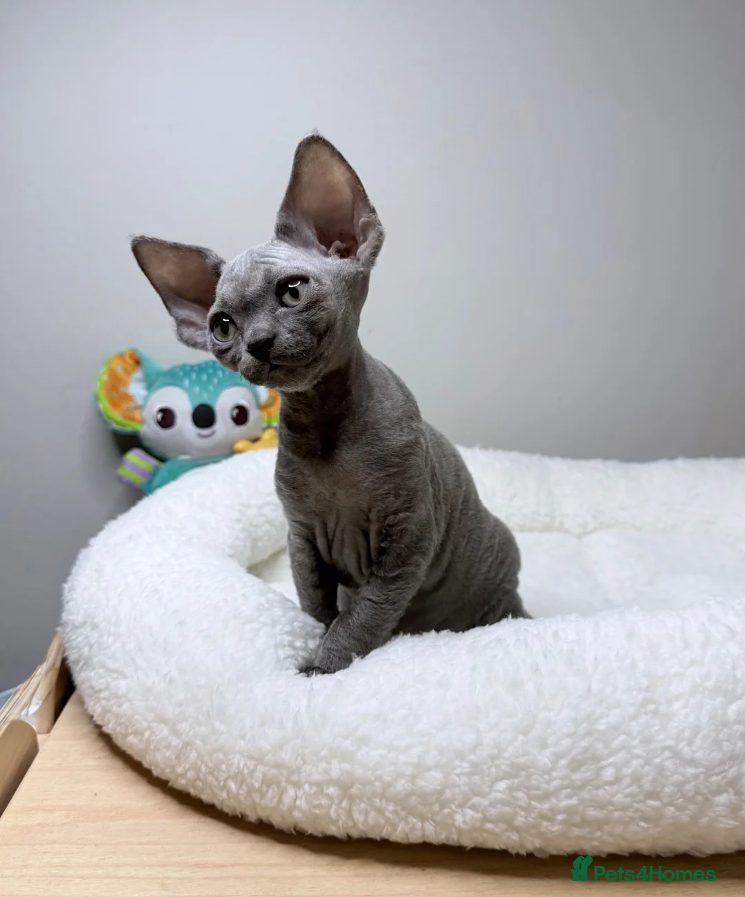 Devon Rex cats for sale: Beautiful blue boy!!!!! Ready to new home! - Advert 2