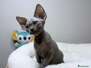 Devon Rex cats Beautiful blue boy and lilac girl!!!!! - Advert 2