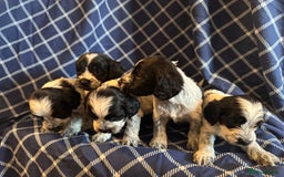 Cockapoo dogs for sale: Cockapoo puppies ready to be reserved  - Image 10