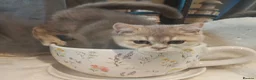 British Shorthair cats for sale: Blue golden, lilac gold, cinnamon bi colour  - Advert 12
