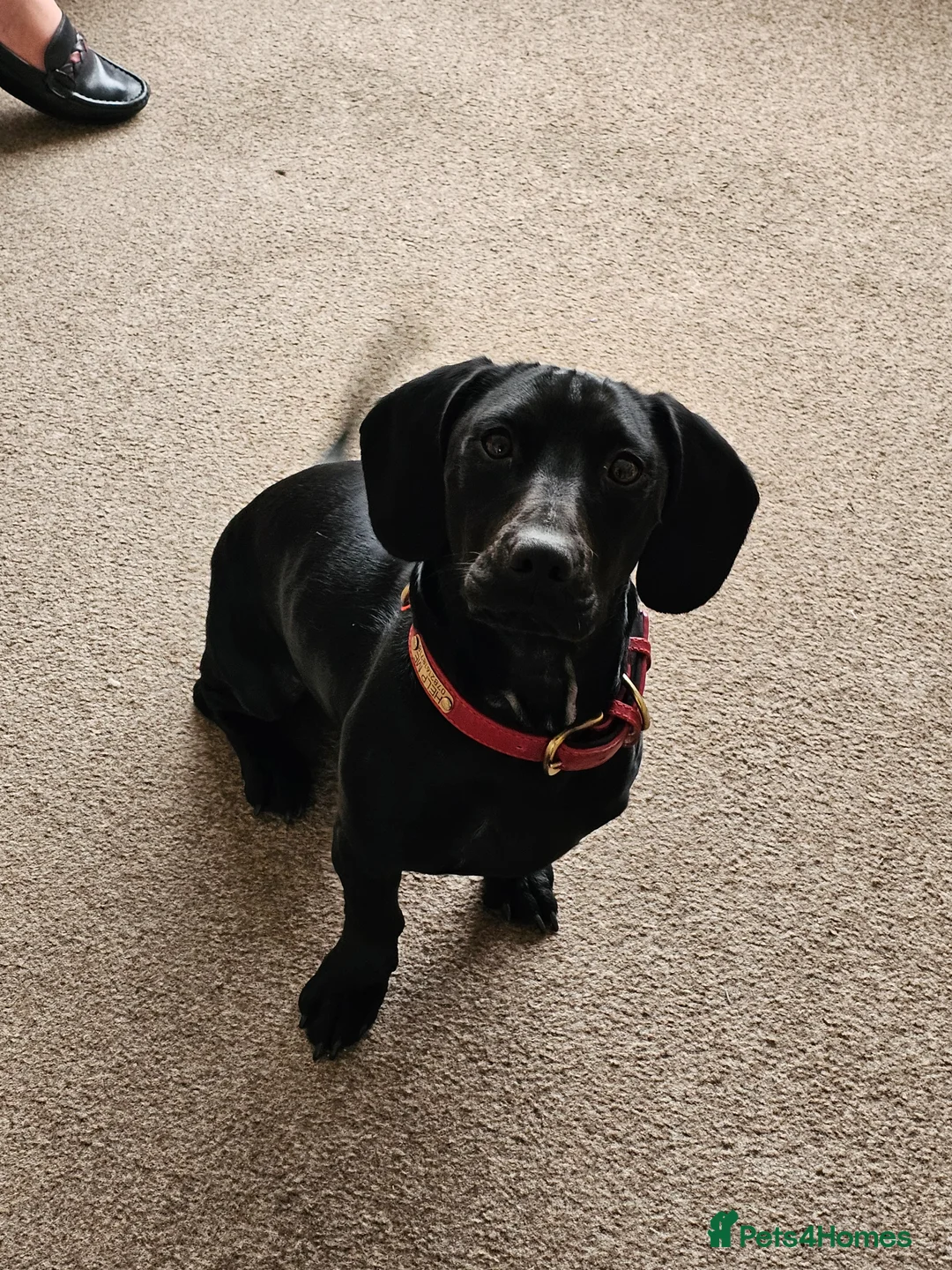 Mixed Breed dogs for sale: Springer X Dachshund male in Lincoln - Advert 2