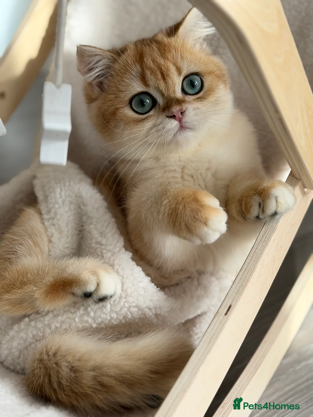 British Shorthair cats for sale: British Shorthair Golden Boy  - Advert 6