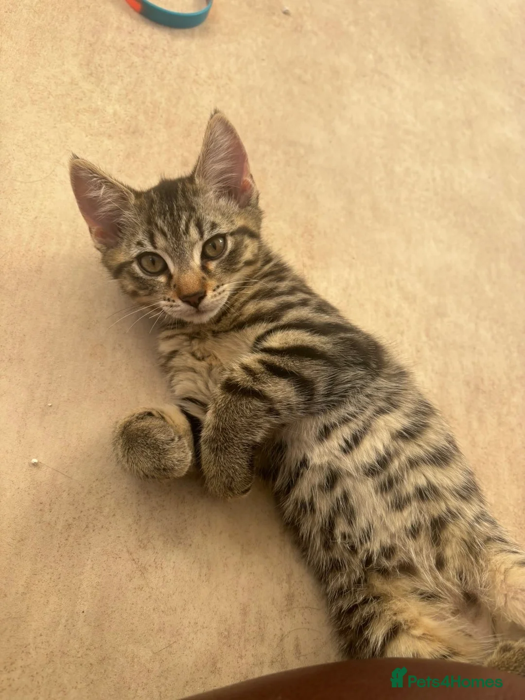 Mixed Breed cats for sale: 2 beautiful tabby kittens - 11 weeks old  - Advert 5