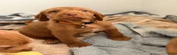 Hungarian Vizsla dogs for sale: Wirehaired Hungarian Vizsla 💕 - Advert 6