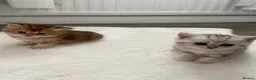 Scottish Fold cats for sale: Lovely Scottish/straight kittens - Advert 4