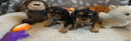 Cavalier King Charles Spaniel dogs for sale: KC and DNA health tested  - Advert 1