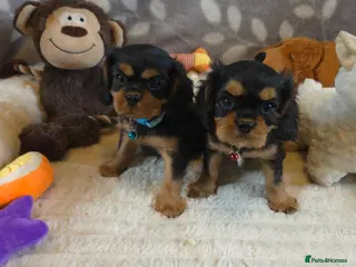 Cavalier King Charles Spaniel dogs KC and DNA health tested - Advert 6