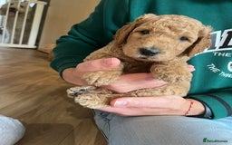 Goldendoodle dogs for sale: 🐾 Adorable Standard Goldendoodle Puppies 🐾 - Image 1