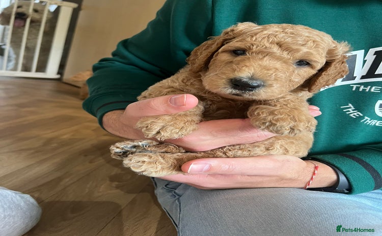 Goldendoodle dogs - Advert 1