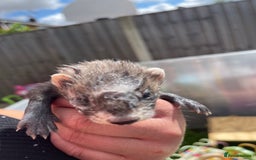 Ferret rodents for sale: Ferret kits for sale  - Image 6