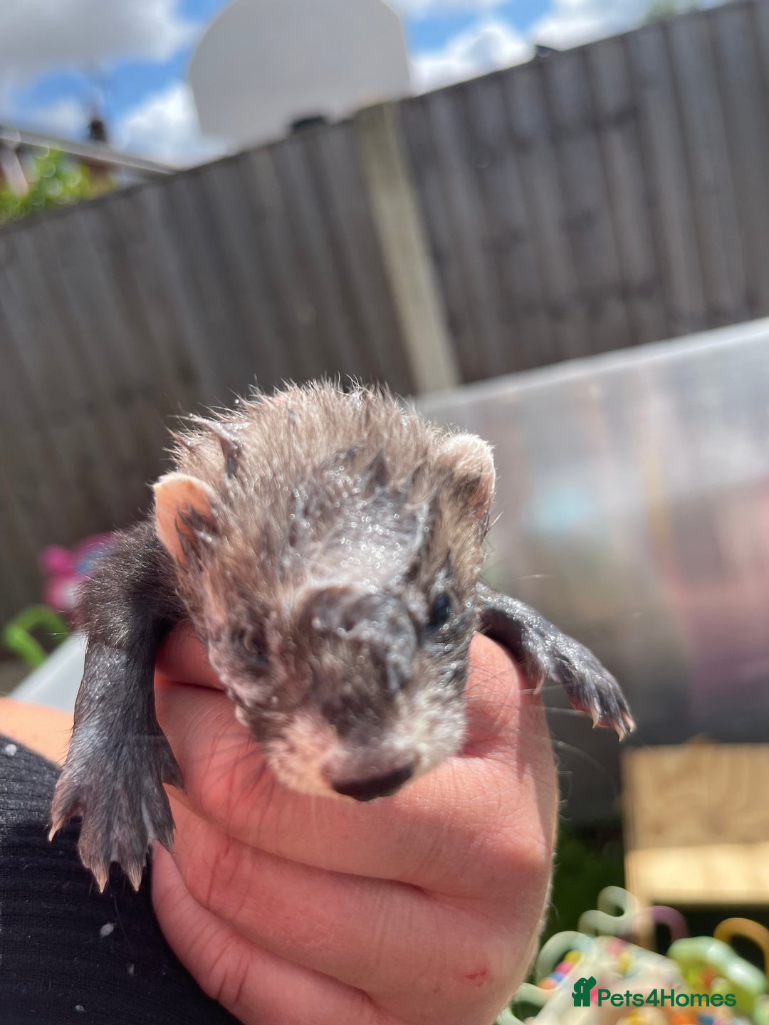 Ferret rodents for sale: Ferret kits for sale  - Image 6