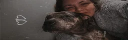 Mixed Breed dogs for sale: Ghost tri pocket bully cross  in Workington - Advert 2