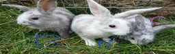 Mini Lop rabbits for sale: Plush Mini lop - Advert 5
