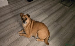 Mixed Breed dogs for sale: Pomjack. Bear.. - Image 1