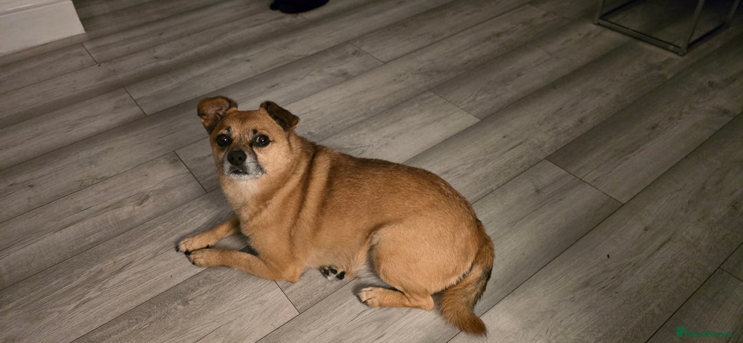 Mixed Breed dogs for sale: Pomjack. Bear.. - Image 1