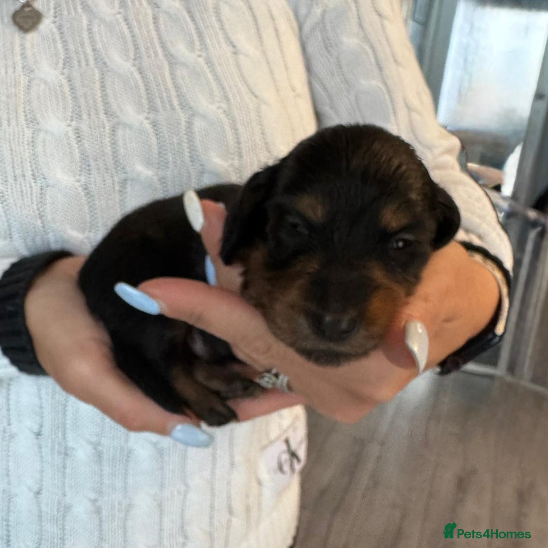 Miniature Dachshund dogs for sale: Miniature long-haired dachshunds - Image 6