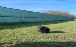 Pomeranian dogs for sale: CHAMPION KENNEL CLUB Pomeranian puppy orange black - Image 4