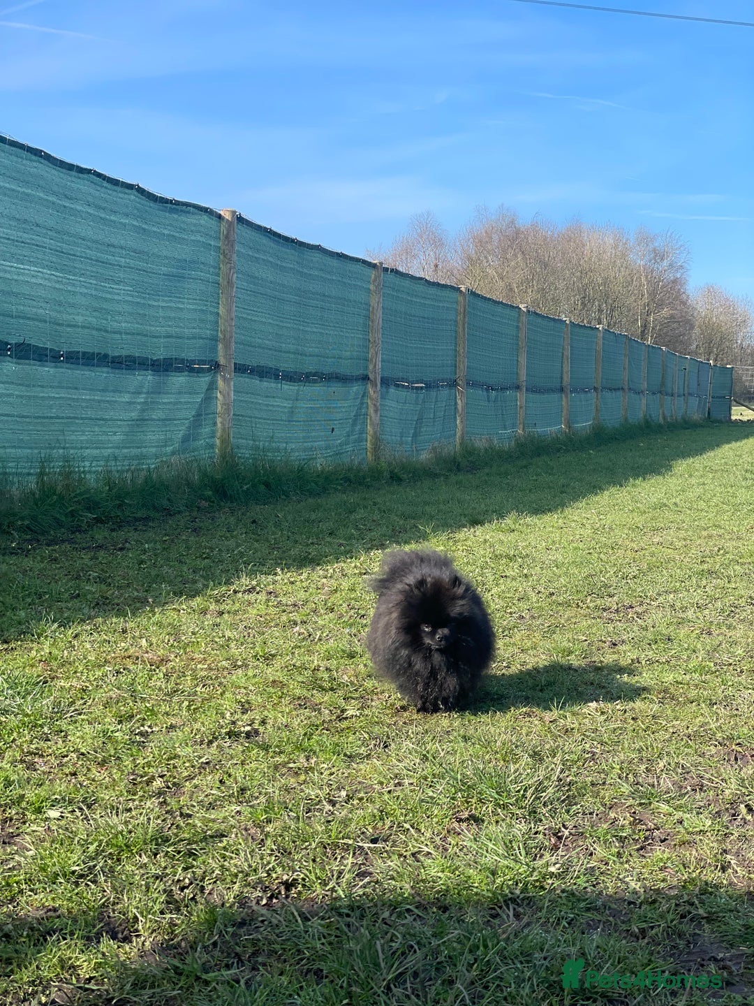 Pomeranian dogs for sale: CHAMPION KENNEL CLUB Pomeranian puppy orange black - Image 4