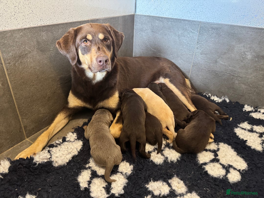 Labrador Retriever dogs for sale: Stunning Rare Coloured Pups Health Tested Parents  - Image 1