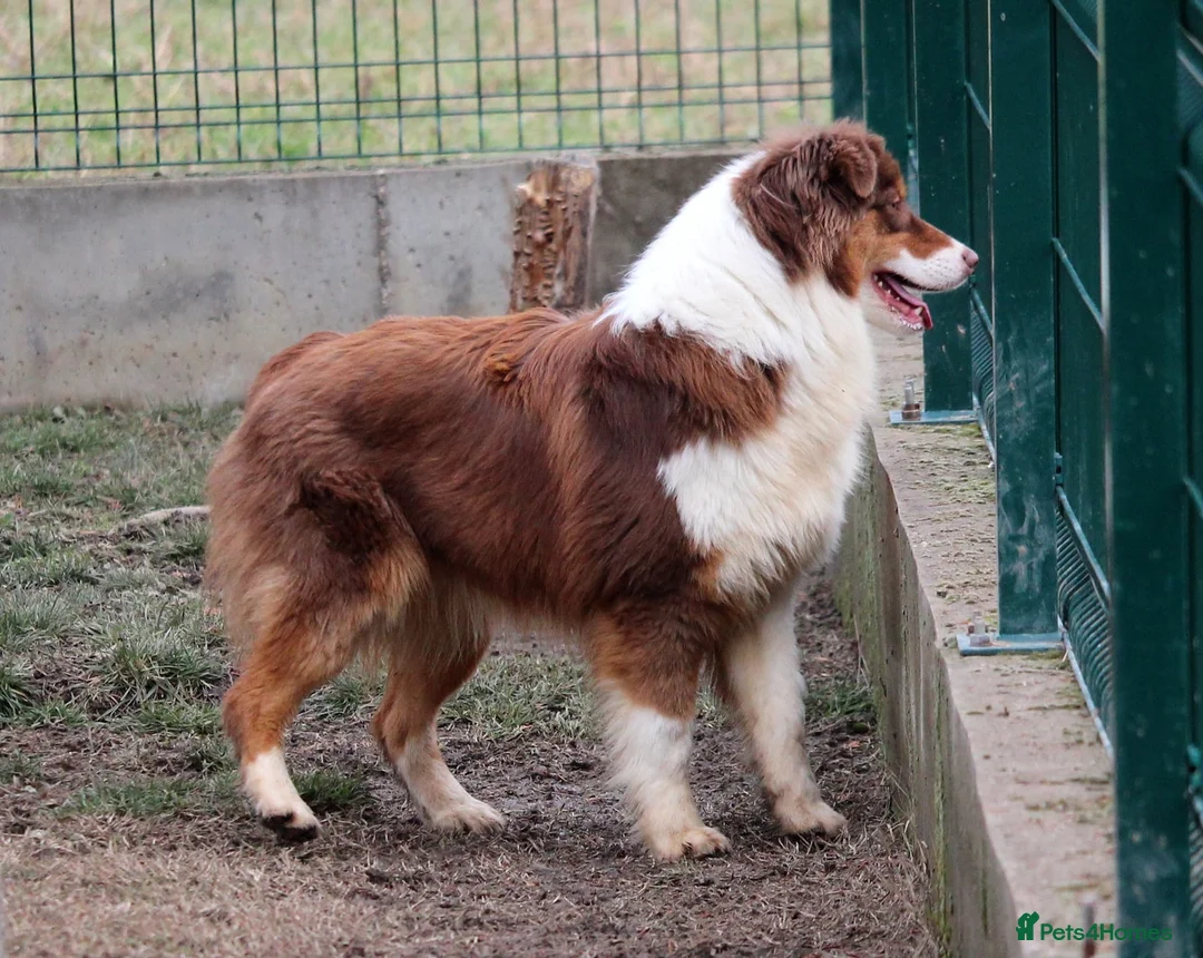 Australian Shepherd dogs for sale: Exceptional KC reg Australian shepherds - Advert 2