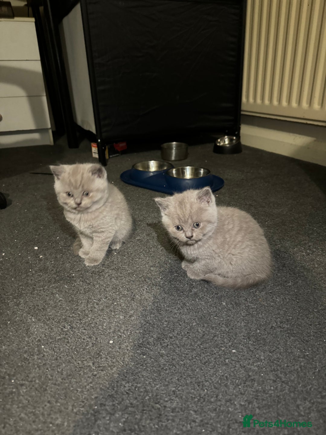 British Shorthair cats for sale: British shorthair lilac and blue - Advert 16