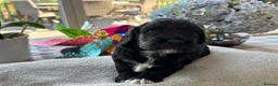 Cockapoo dogs for sale: 🐾❤️ Exceptional F1 Cockapoo Puppies ❤️🐾 - Advert 5
