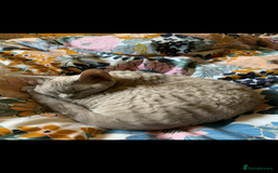 Devon Rex cats for sale: Two Adorable Devon Rex Kittens 💙🩷 - Image 25