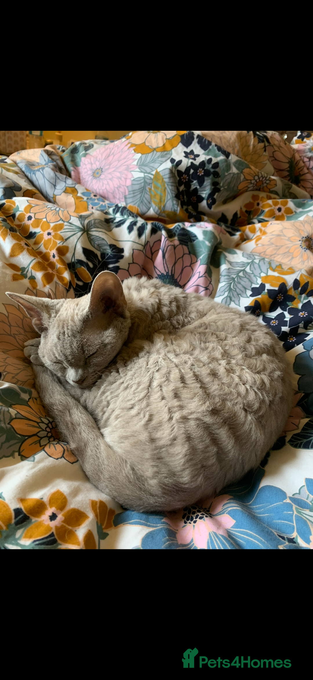 Devon Rex cats for sale: Two Adorable Devon Rex Kittens 💙🩷 - Image 25