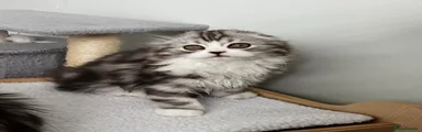 Scottish Fold 1