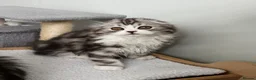 Scottish Fold cats for sale: Scottish Fold/Straight TICA pedigree - Advert 1