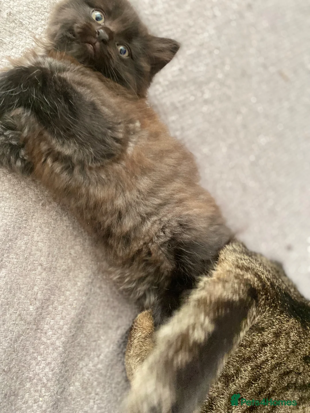 Mixed Breed cats for sale: 2 male kittens - Advert 2