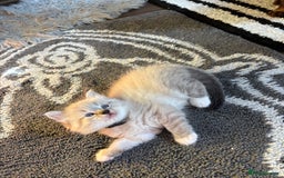 Ragdoll cats for sale: Ragdoll kittens - Image 30